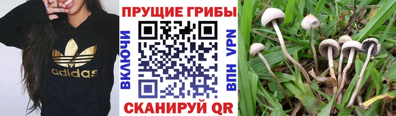Псилоцибиновые грибы Psilocybine cubensis  купить наркотики цена  Красноуфимск 